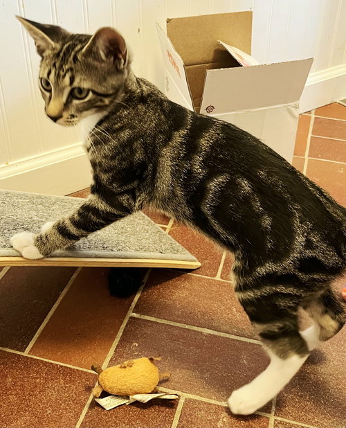 KITTEN BONKERS - Domestic Short Hair available for adoption