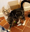 KITTEN BONKERS - Photo 3