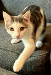 KITTEN GIZMO - Photo 1