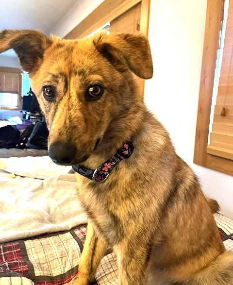 STUNNING STELLA