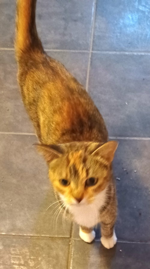 KITTY PHILOMENIA - Calico / Tabby available for adoption