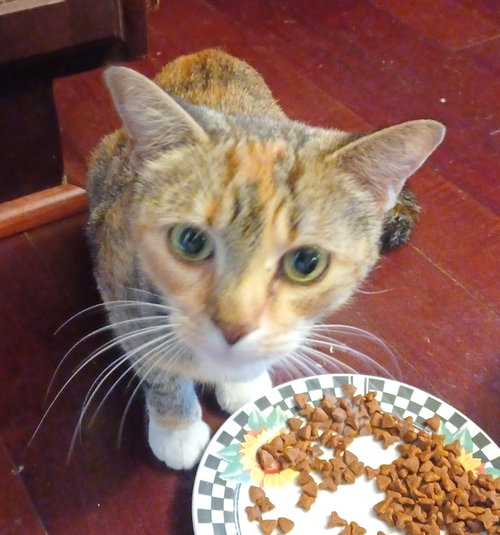 KITTY PHILOMENIA - Calico / Tabby available for adoption