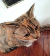 KITTY PHILOMENIA - Photo 3