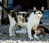 NEYTIRI - Photo 1