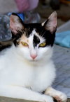 NEYTIRI - Photo 2