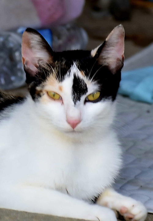 NEYTIRI - Calico available for adoption