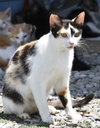 NEYTIRI - Photo 4
