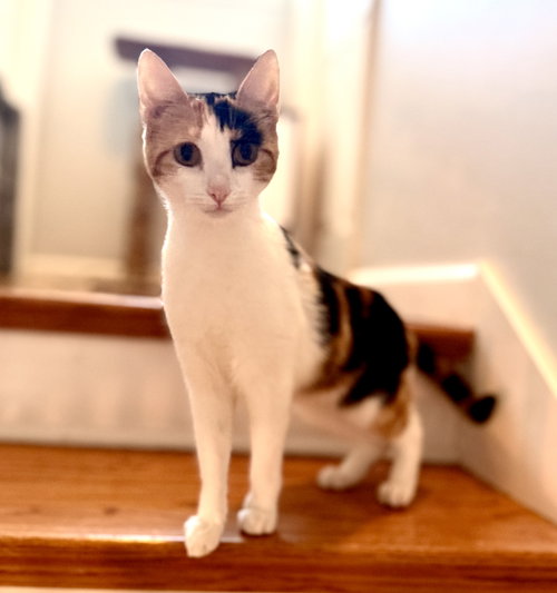 picture of the cat needing adoption