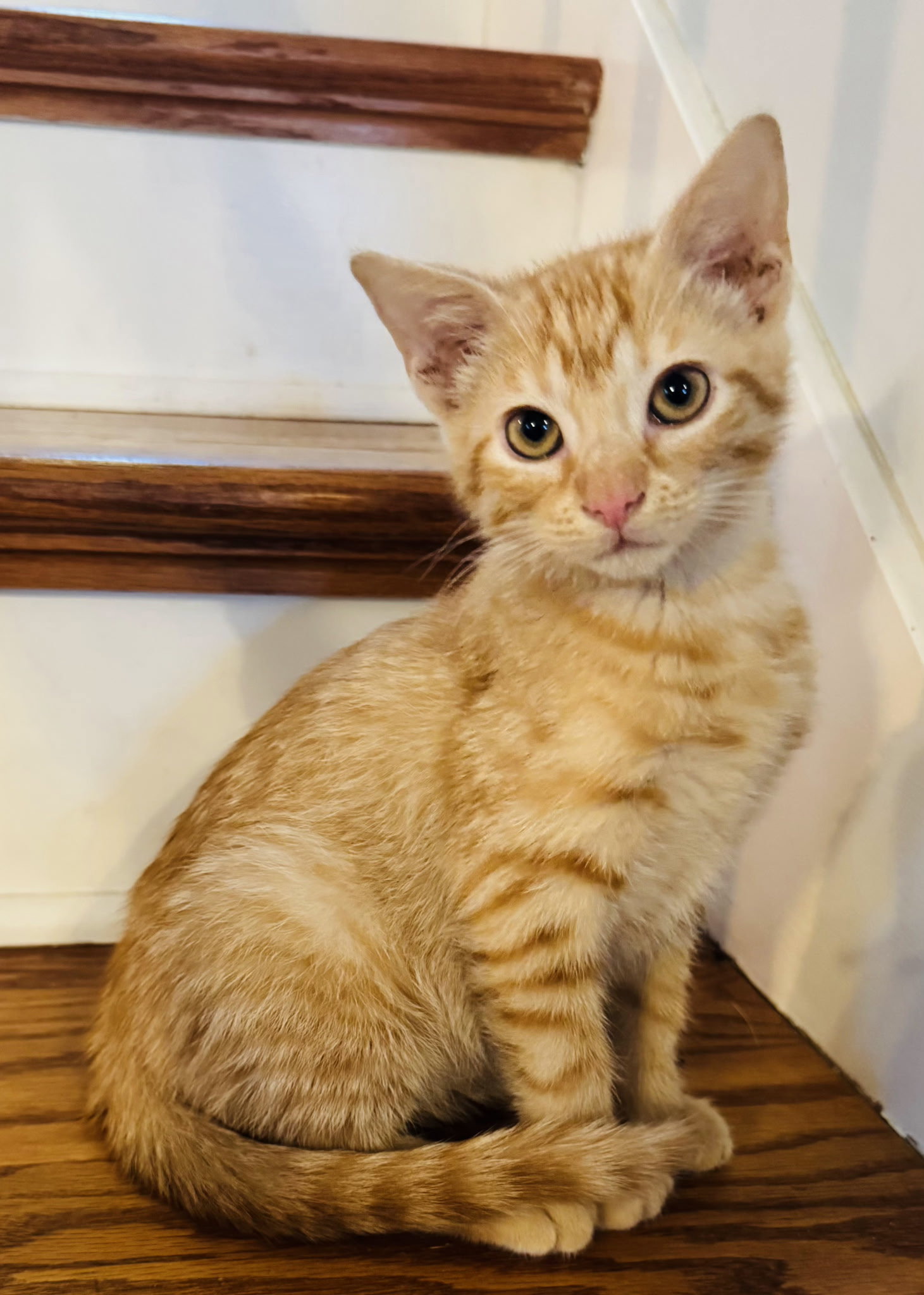 KITTEN BLITZEN