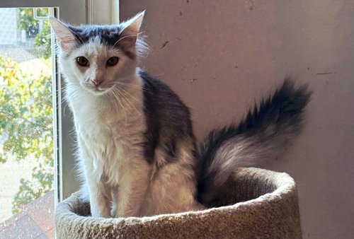 picture of the cat needing adoption