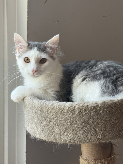 picture of the cat needing adoption