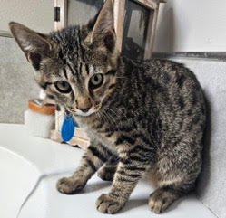 picture of the cat needing adoption