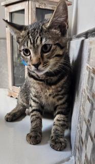picture of the cat needing adoption