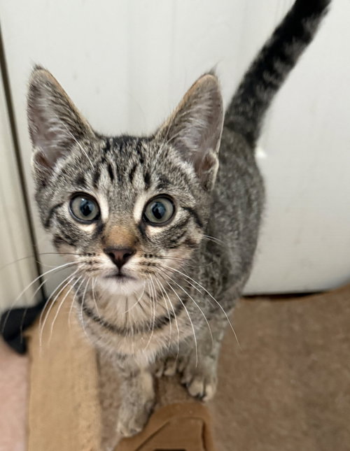 picture of the cat needing adoption