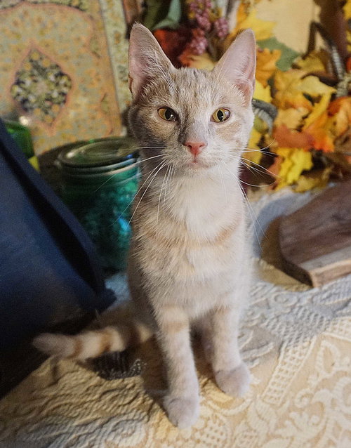 picture of the cat needing adoption
