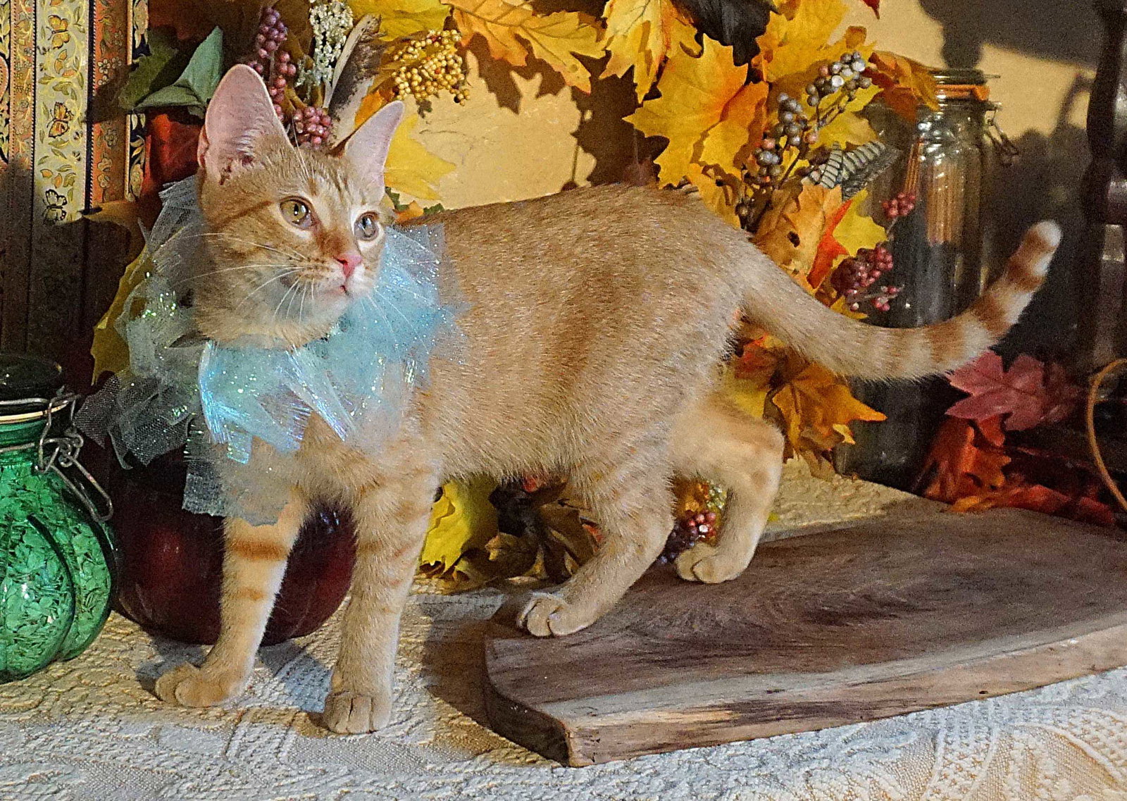 KITTEN POLLYWOG Image