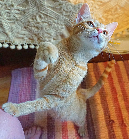 KITTEN POLLYWOG - Tabby available for adoption
