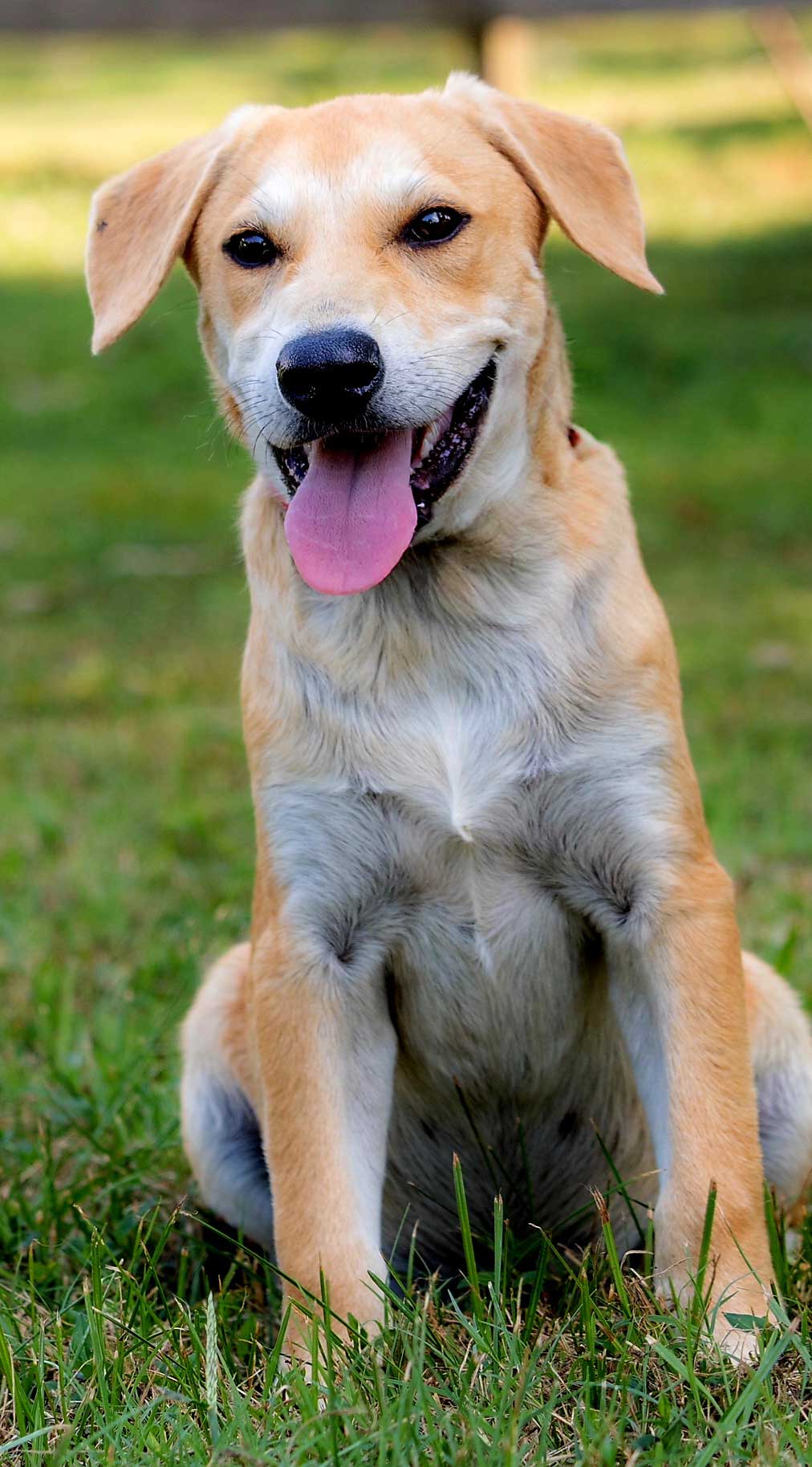 Puppy Gabriel