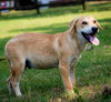 PUPPY GABRIEL - Photo 3