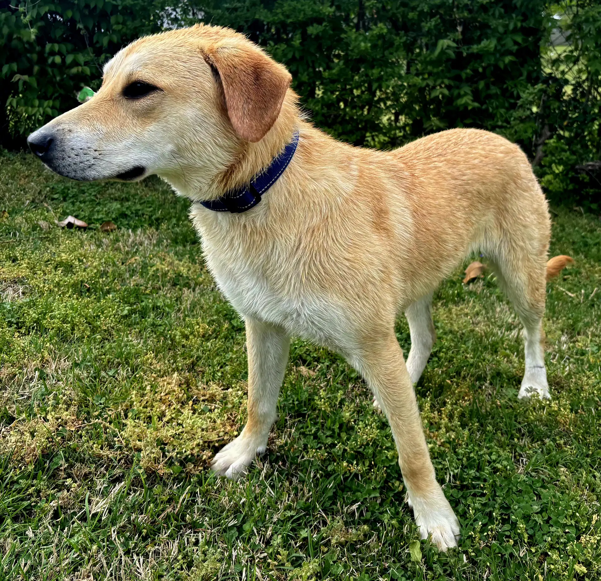 Puppy Gabriel image 4