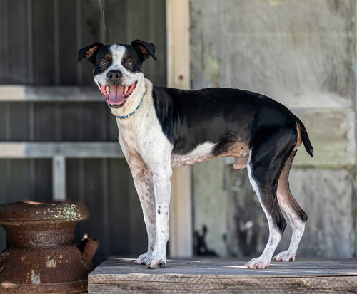 picture of the dog needing adoption