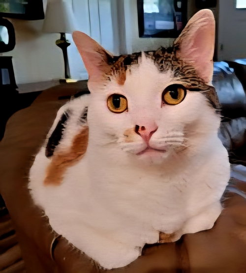picture of the cat needing adoption