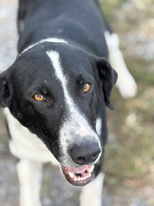 BEAUREGARD - Labrador Retriever / Hound available for adoption