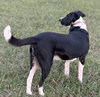 BEAUREGARD - Photo 4