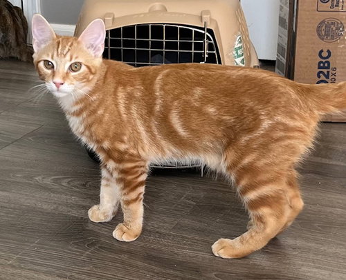 picture of the cat needing adoption