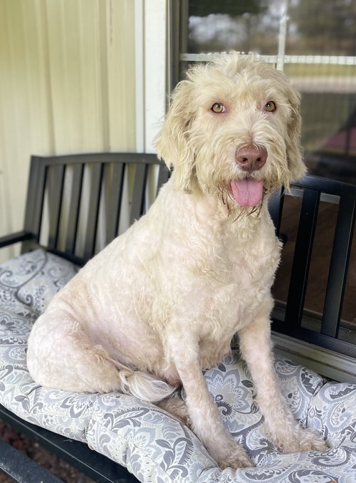 picture of the dog needing adoption