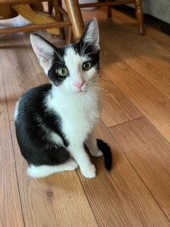 KITTEN LADY SAGE