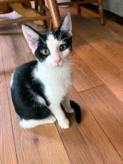 picture of the cat needing adoption