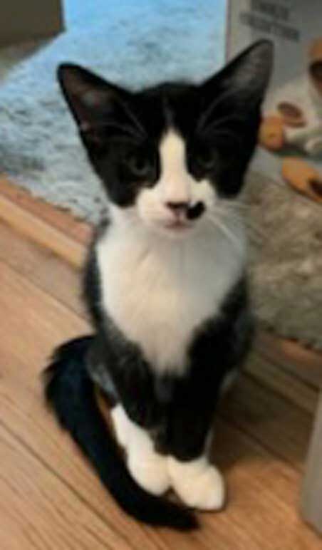 KITTEN PRINCEY SPOT