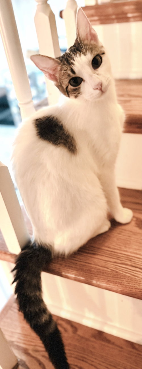 picture of the cat needing adoption