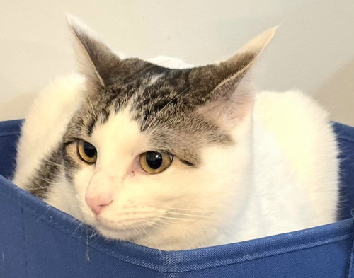 MOMMA PEACH, Adult Tabby / Mixed, cat for adoption in Clifton, New Jersey