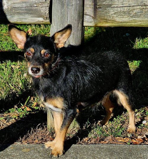 picture of the dog needing adoption