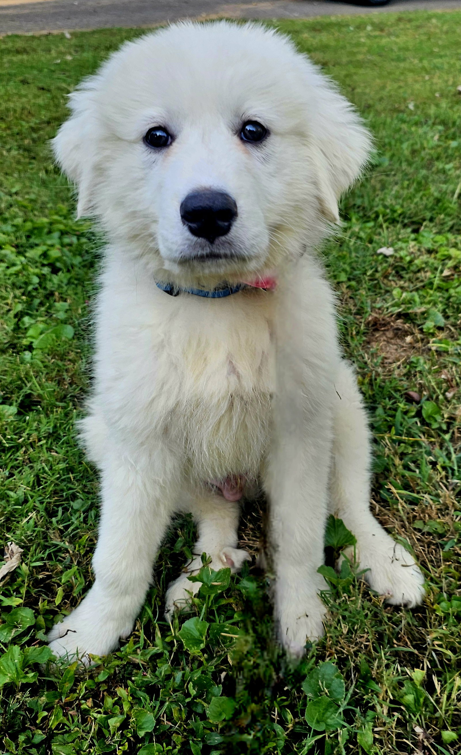 PUPPY BOWIE