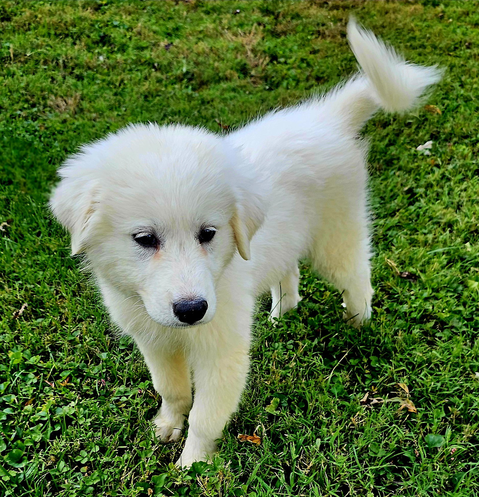 PUPPY BOWIE