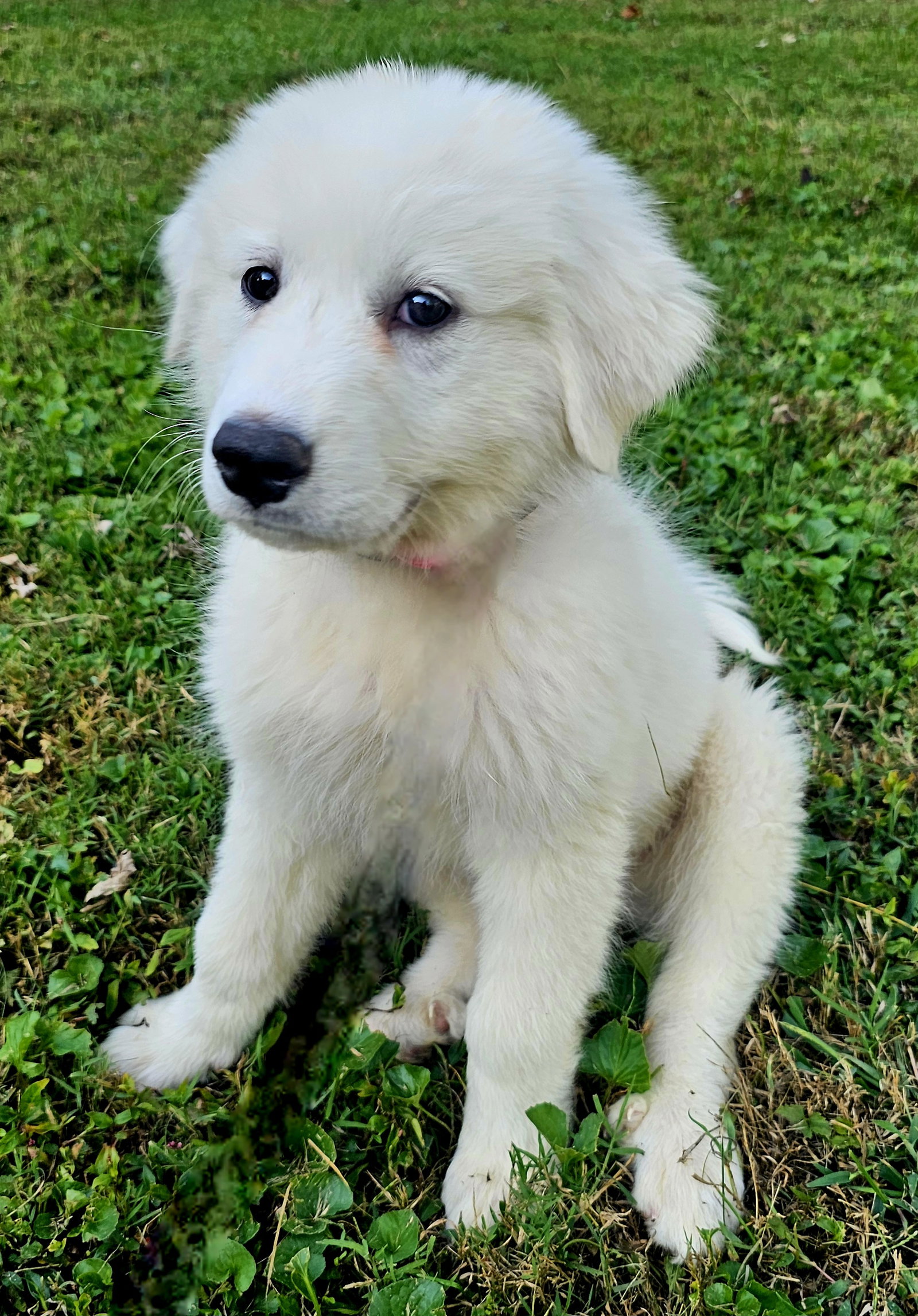 PUPPY BOWIE