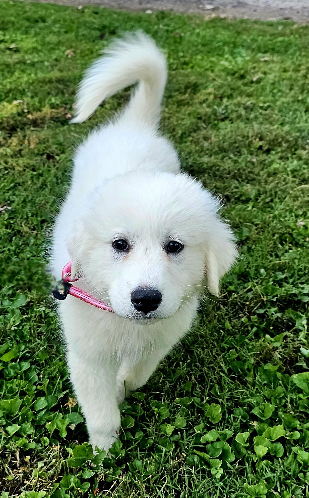 PUPPY BOWIE