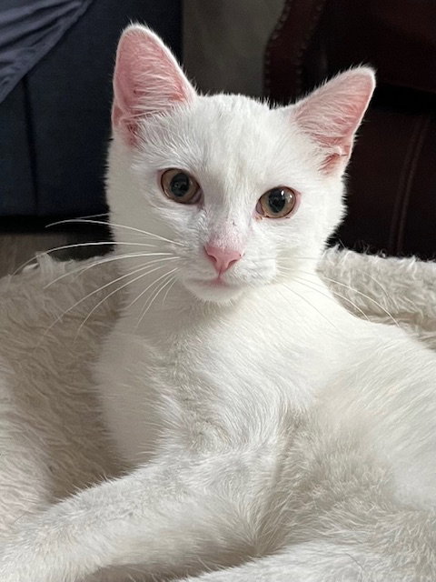 picture of the cat needing adoption