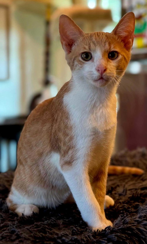 picture of the cat needing adoption
