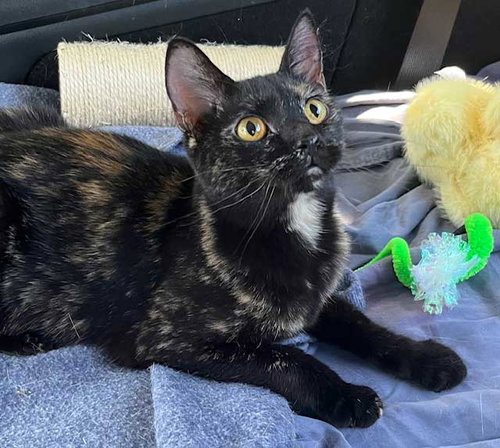 picture of the cat needing adoption