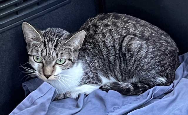 Tiger Tina - Tabby