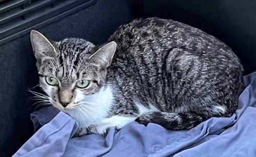 picture of the cat needing adoption