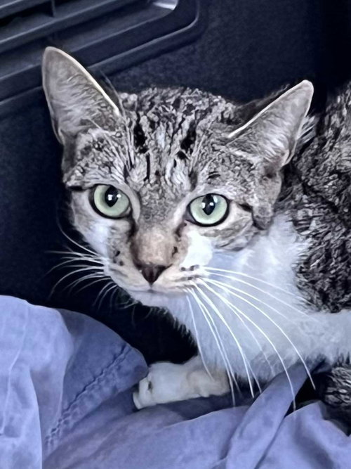 TIGER TINA - Tabby available for adoption