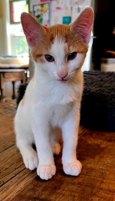 picture of the cat needing adoption