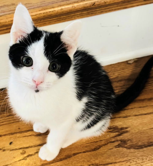 picture of the cat needing adoption