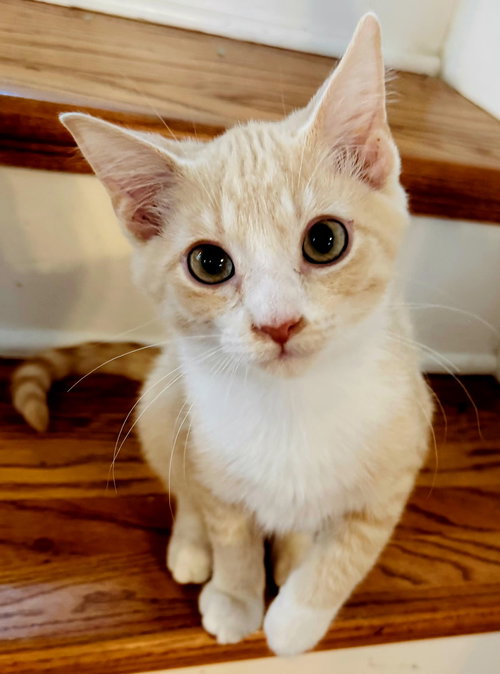 picture of the cat needing adoption
