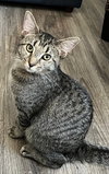 KITTEN MISS REY REY - Photo 2